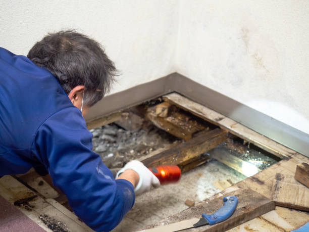 Best Office Mold Removal Services  in Odenville, AL
