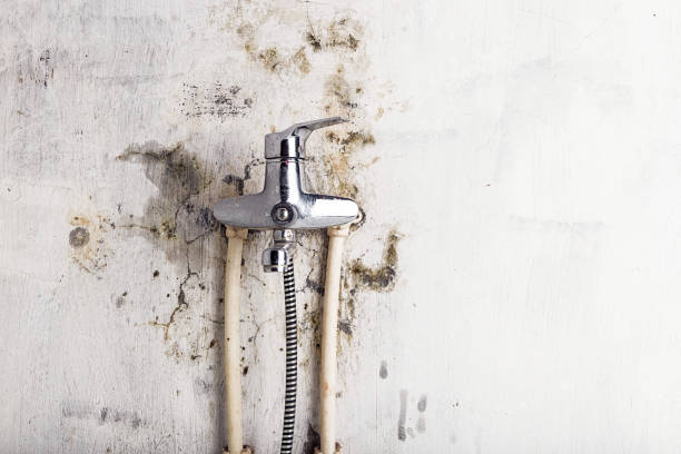 Best Professional Mold Removal  in Odenville, AL