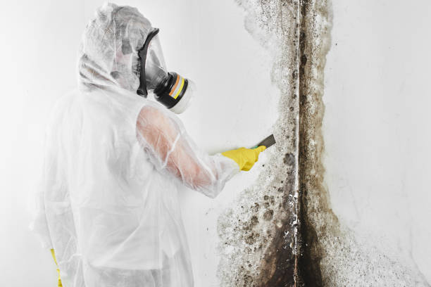 Best Commercial Mold Removal  in Odenville, AL