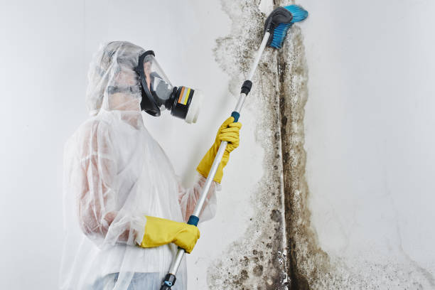 Best Certified Mold Removal  in Odenville, AL