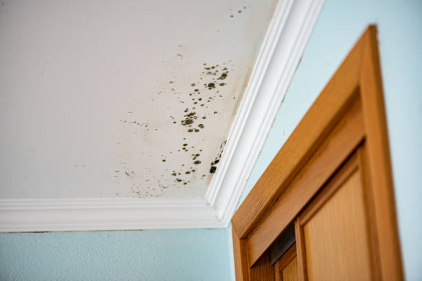Water Damage Restoration in Odenville, AL