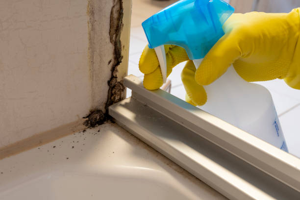 Professional Mold Removal in Odenville, AL