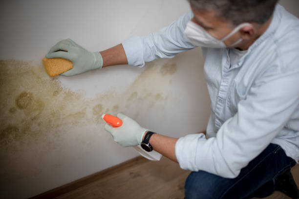 Best Crawl Space Mold Removal  in Odenville, AL