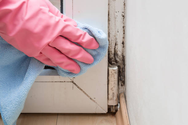 Certified Mold Removal in Odenville, AL