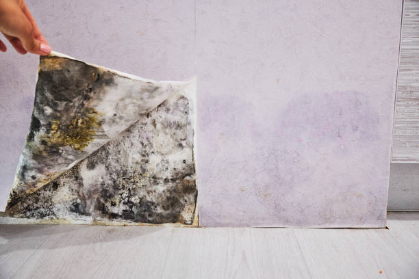 Best Professional Mold Removal  in Odenville, AL
